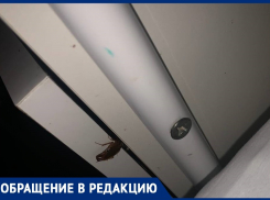 Гинекологию в больнице №5 Волгограда атаковали тараканы