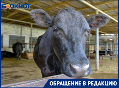 «Тушканчики и крысы забились в трубу» и оставили без тепла и воды посёлок под Волгоградом