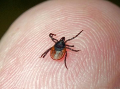 Администрация поселка под Волгоградом не готова бороться с клещами