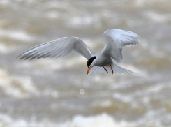 Самая маленькая чайка в мире исчезает из Волгоградской области