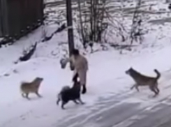 «На нас кинулась дикая стая, разбили машину»: волгоградцы травят бродячих собак