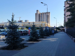 Вскрылись последствия тотальной вырубки вязов в центре Волгограда