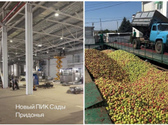 Сын российского яблочного короля показал море яблок и новый завод за 12 миллиардов