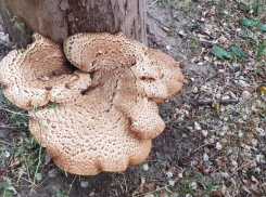 В Волгоградской области четверо детей отравились растущими на деревьях грибами