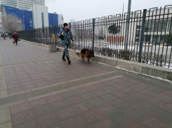 Центр Волгограда чистят со швабрами и обследуют с собаками к приезду Путина