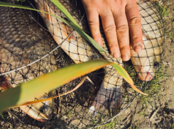 В Волгоградской области в число доходных сфер попали охота и рыболовство