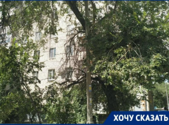 Старый вяз лег на провода: волгоградка просит избавить от дерева во дворе дома