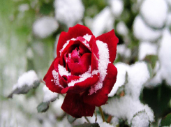 В Волгограде 23 марта выпадет снег, а потом придет тепло