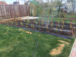 «Убийственные» для урожая заморозки продолжатся в Волгоградской области 