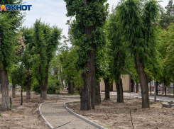 На озеленение Волгограда за год потратят 1 млрд рублей: показываем на что