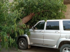 В центре Волгограда рухнуло дерево на машину и балконы