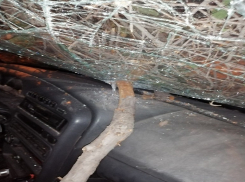 Дерево внезапно рухнуло на проезжавшую машину в Красноармейском районе Волгограда