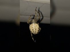 Боящийся даже мух паук-крестовик перепугал волгоградцев