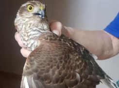 «Может пробить двойное оконное стекло»: в дом под Волгоградом залетел хищный ястреб 