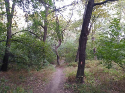 Рощу приговоренных дубов нашли в пойме на месте будущей дороги в Волгоградской области