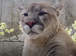 Спасенная в Волгограде пума поселилась в зоосаде Деда Мороза: видео