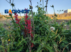 Куры против закона: суд заставил волгоградку снести курятники на двух дачах