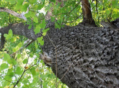 Волгоградцев до сентября не будут пускать в леса