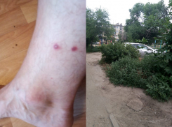 Ядовитая змея укусила волгоградца у подъезда жилого дома