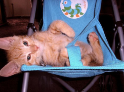 Попрошайка из Волгограда пичкает котенка снотворным, выдавая его за спящего ребенка 