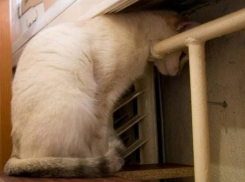 До двух градусов тепла резко похолодает в Волгоградской области