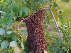 Волгоградцев испугал пчелиный рой во дворе многоэтажки