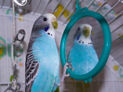 Житель Камышина пойдет под суд за убийство попугая
