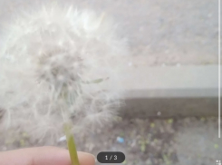 «Волшебный» одуванчик за 3 миллиарда рублей продают в Волгограде