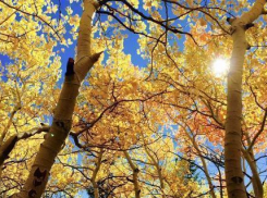 На федеральном телеканале  погоду в Волгограде назвали аномальной