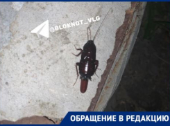 Как в фильме ужасов: ночную жизнь гигантских тараканов показали волгоградцы