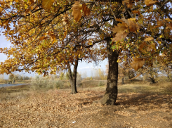 Погода решила побаловать волгоградцев перед холодами