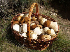 Потерявшаяся пенсионерка два дня ела сырые грибы и спасалась от животных в лесу под Волгоградом