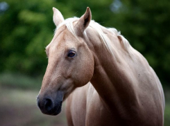 26-летний парень на «копейке» задавил лощадь и попал в больницу под Волгоградом