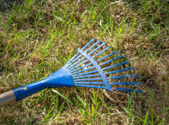 В Волгограде разоблачили виртуальный спил деревьев на миллионы рублей