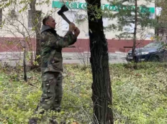 Волгоградцы учат коммунальщиков обрезать деревья без варварства