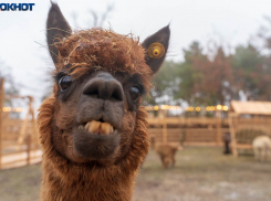 Бесснежный январь и +13 на юге прогнозируют волгоградцам синоптики