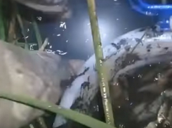 Драматичное спасение мальков под Волгоградом попало на видео