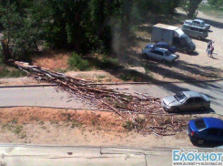 В Волгограде упавшее дерево разбило лобовое стекло такси