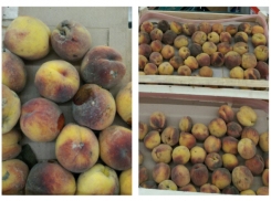 Бизнесмены не оставляют попыток напичкать волгоградцев гнилью за их деньги