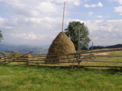 Селянин хранил  почти 3 кг марихуаны в стоге сена под Волгоградом