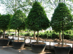 Волгоградского застройщика суд обязал высадить 120 деревьев в парке «Комсомольский»