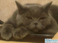 На звание самого красивого кота Волгограда претендует Мартин