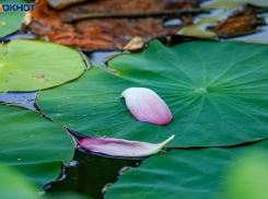 Прохладно и дождь: синоптики о погоде в Волгограде на 11 октября