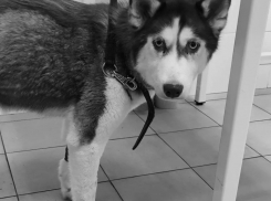 Умерла хаски-мама щенков из жуткого расселенного дома в Волгограде