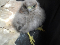 Волгоградец спасает птенца крупнейшего хищника 