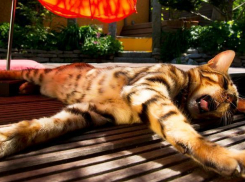 Синоптики прогнозируют грозу в Волгограде в последний день июня