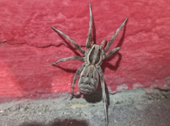 Четырехлетнего ребенка спасают после укуса ядовитого паука в Волгограде