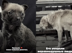 Волгоградский приют объявил большой стоп на прием животных 