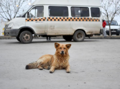 Чиновники назвали точное число бродячих собак в Волгоградской области