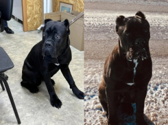 Итальянского мастифа нашли на трассе в Волгограде: «Неужели выбросили?»